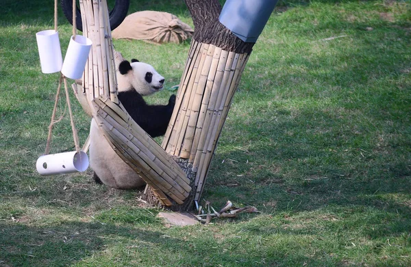 Panda Géant Joue Avec Des Jouets Dans Hall Panda Zoo — Photo