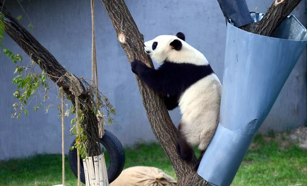 Gigantyczna Panda Wspina Się Drzewo Hali Panda Shenyang Forest Zoo — Zdjęcie stockowe