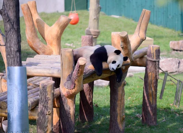 Ein Riesenpanda Ruht Der Pandahalle Shenyang Waldzoo Der Stadt Shenyang — Stockfoto