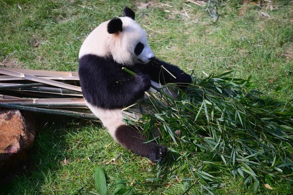 ジャイアントパンダは 中国の瀋陽市の北東部にある瀋陽の森林動物園のパンダホールで竹を食べる 10月7日2017 — ストック写真