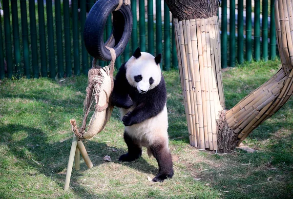 Panda Gigante Brinca Com Pneu Salão Panda Zoológico Floresta Shenyang — Fotografia de Stock
