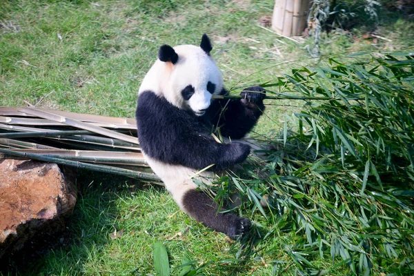 Ein Riesenpanda Frisst Bambus Der Pandahalle Shenyang Waldzoo Der Stadt — Stockfoto