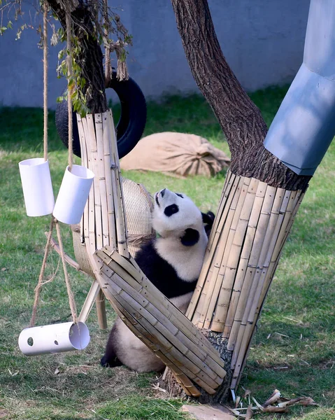 Panda Gigante Juega Con Juguetes Sala Del Panda Zoológico Del — Foto de Stock