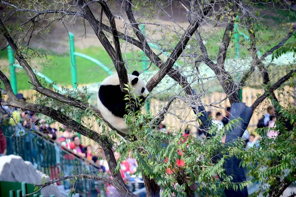 Egy Óriás Panda Mászik Nél Panda Előszoba Ban Shenyang Erdő — Stock Fotó