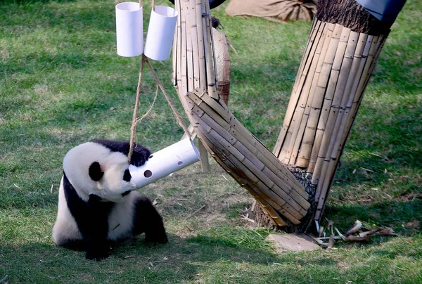 Panda Géant Joue Avec Des Jouets Dans Hall Panda Zoo — Photo