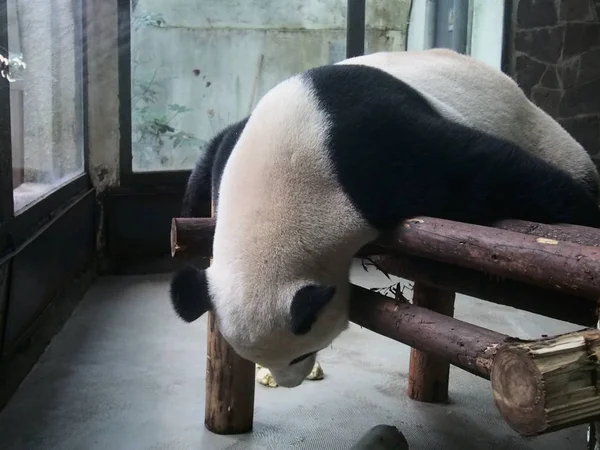 巨大なパンダは成都都市でジャイアントパンダ飼育の誕生の研究拠点で木製のスタンドで眠ります 中国四川省南西部 月16日2017 — ストック写真