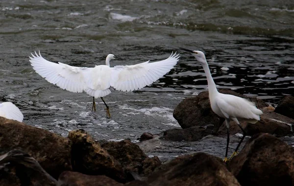 Egrets perform \