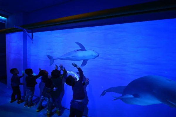 Crianças Interagem Com Exibições Tridimensionais Holográficas Dinâmicas Cowfish Nadador Projetadas — Fotografia de Stock