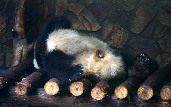 巨大なパンダは成都都市でジャイアントパンダ飼育の誕生の研究拠点で木製のスタンドで眠ります 中国四川省南西部 月16日2017 — ストック写真