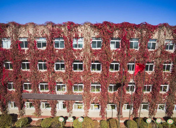 Edificio Está Cubierto Enredadera Roja Una Escuela Primaria Ciudad Shenyang — Foto de Stock