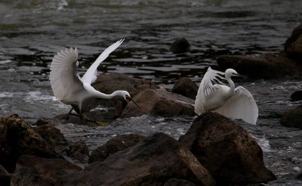 Egrets perform \