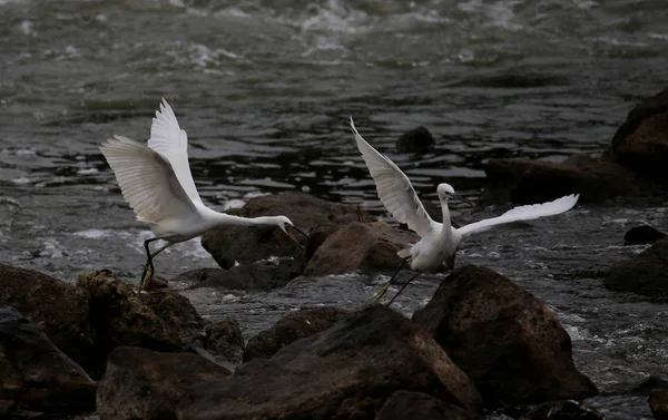 Egrets perform \