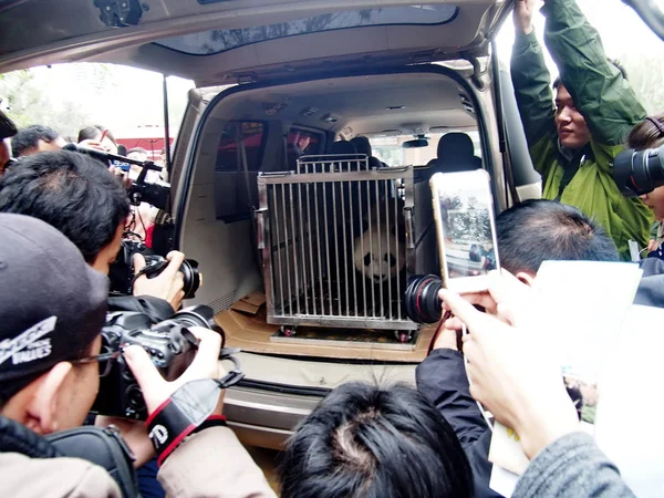 Panda Géant Livrer Nan Chine Orientale Est Photographié Dans Une — Photo