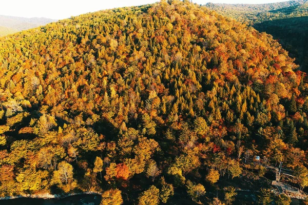 Widok Lotu Ptaka Pokazuje Autumn Dekoracje Różnorodne Kolorowe Liście Lasach — Zdjęcie stockowe