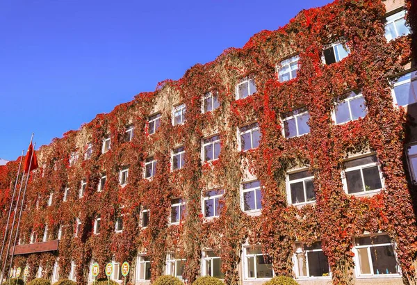 Edificio Está Cubierto Enredadera Roja Una Escuela Primaria Ciudad Shenyang — Foto de Stock