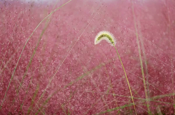 覆われてピンクの草 ネズミガヤ カワラヨモギ Hairawn ミューリー 鄭州市 中国中部の河南省 2017 時間体制湿地公園の風景 — ストック写真