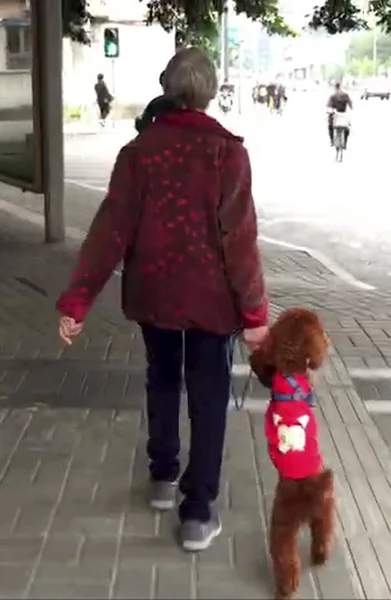 Пожилая Женщина Держит Руки Свою Собаку Идти Вперед Ходить Дороге — стоковое фото