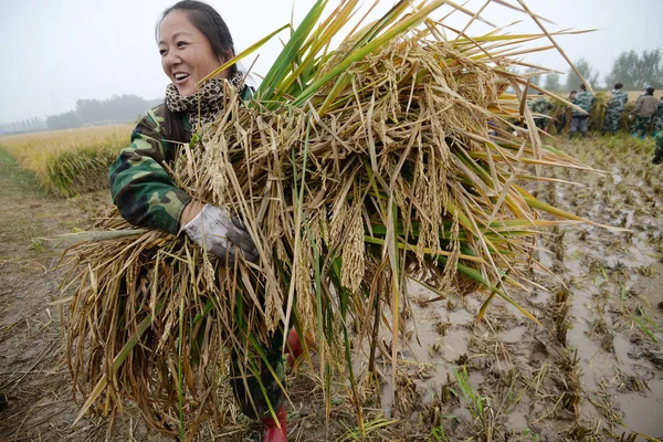 Ein Chinesischer Bauer Erntet Hybridreis Auf Einem Feld Der Stadt — Stockfoto