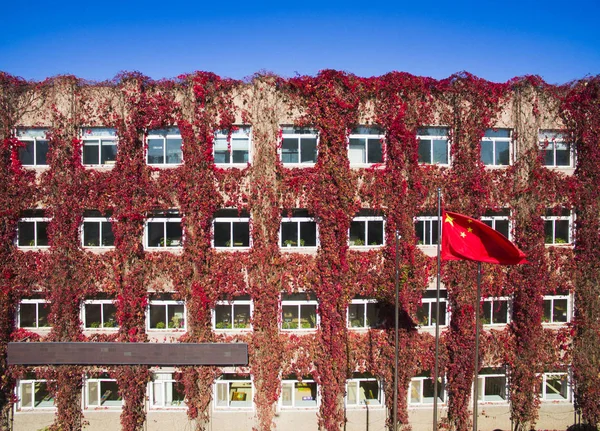 Edificio Está Cubierto Enredadera Roja Una Escuela Primaria Ciudad Shenyang — Foto de Stock