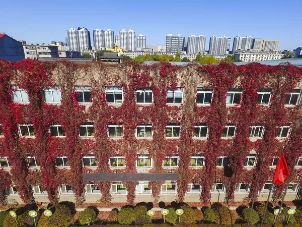 Edificio Está Cubierto Enredadera Roja Una Escuela Primaria Ciudad Shenyang — Foto de Stock