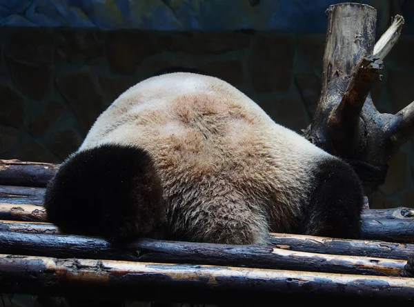 2017年10月16日 在中国西南四川省成都市大熊猫繁育成都研究基地 一只大熊猫睡在一个木架上 — 图库照片