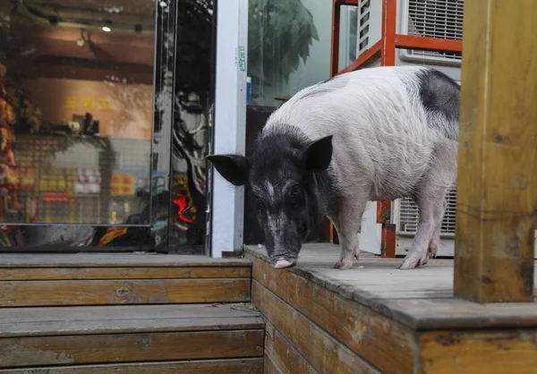 Cerdo Hace Guardia Frente Una Tienda Mascotas Ciudad Shenyang Provincia —  Fotos de Stock