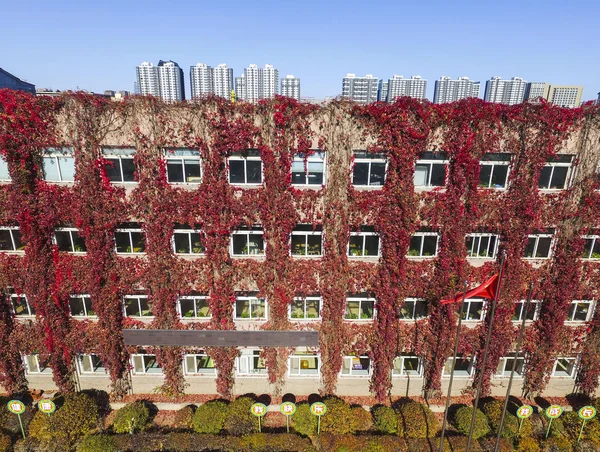 Budynku Jest Pokryta Pnącze Czerwono Szkole Podstawowej Shenyang Miasta Prowincji — Zdjęcie stockowe
