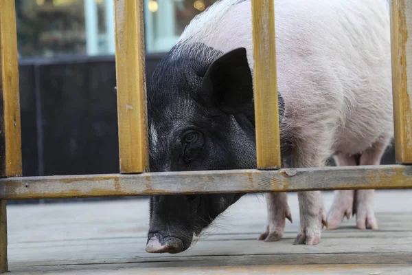 Egy Sertés Áll Előtt Egy Kisállat Készlet Ban Shenyang Város — Stock Fotó