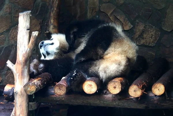 Obrovská Panda Spí Dřevěném Stánku Čengdu Research Base Chengdu Oblasti — Stock fotografie