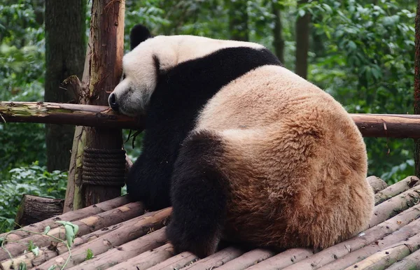 Ein Riesiger Panda Schläft Auf Einem Hölzernen Stand Der Chengdu — Stockfoto