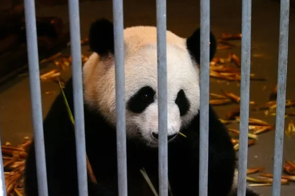 Obří Panda Doručit Východě Číny Nan Obrázcích Kleci Chengdu Výzkumu — Stock fotografie