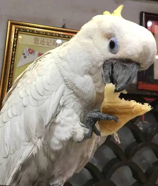 Cacatua Com Crista Enxofre Anos Está Comendo Comida Restaurante Cidade — Fotografia de Stock