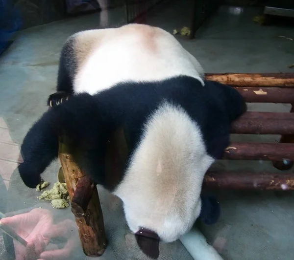 Giant Panda Sleeps Wooden Stand Chengdu Research Base Giant Panda — Stock Photo, Image