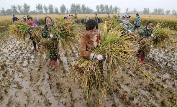 Agricultores Chineses Colhem Arroz Híbrido Campo Cidade Handan Província Hebei — Fotografia de Stock