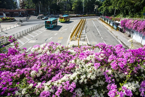 Buszok Indulnak Egy Hat Emeletes Parkoló Épület Körül Tengernyi Azalea — Stock Fotó