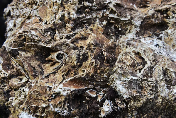 Des Fossiles Animaux Plantes Anciens Sont Découverts Sur Chantier Construction — Photo