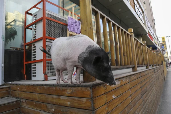 Cerdo Hace Guardia Frente Una Tienda Mascotas Ciudad Shenyang Provincia —  Fotos de Stock