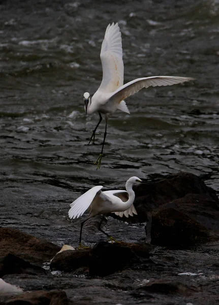 Egrets Executam Artes Marciais Chinesas Enquanto Alimentam Margem Rio Xin — Fotografia de Stock