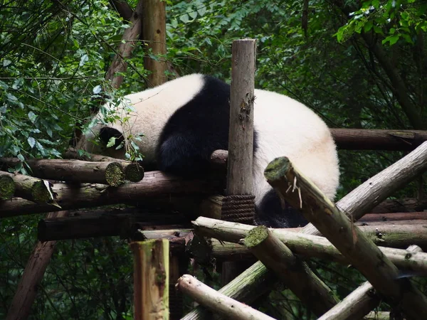 Ein Riesiger Panda Schläft Auf Einem Hölzernen Stand Der Chengdu — Stockfoto