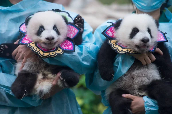 Guardianes Muestran Cachorros Gemelos Panda Jianjian Kangkang Durante Una Celebración — Foto de Stock