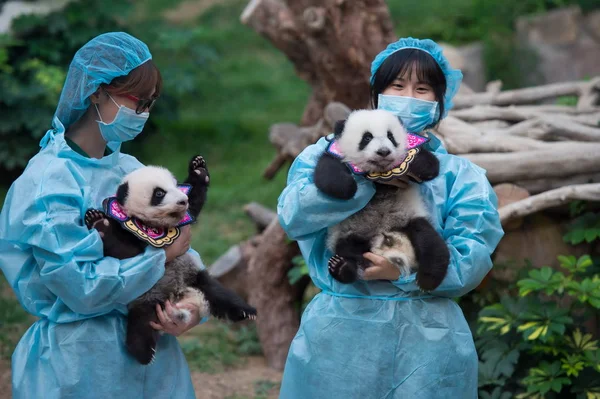 Guardiões Mostram Filhotes Gêmeos Panda Jianjian Kangkang Durante Uma Celebração — Fotografia de Stock
