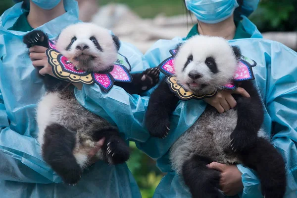 Guardianes Muestran Cachorros Gemelos Panda Jianjian Kangkang Durante Una Celebración — Foto de Stock