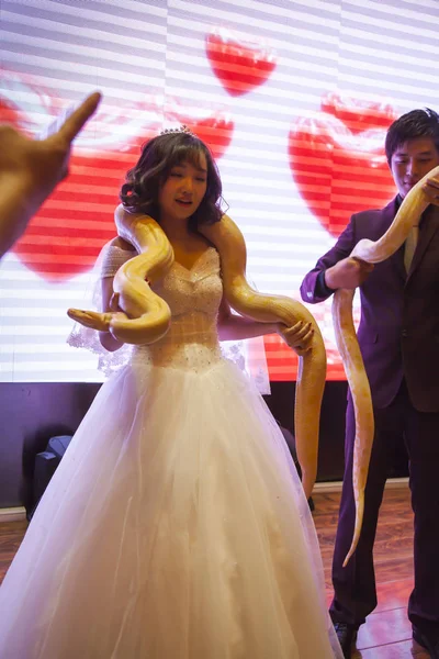Китайская Невеста Цзян Сюэ Слева Носит Питон Шее Своей Свадебной — стоковое фото