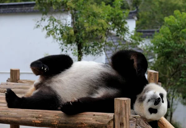 Giant Panda Znajduje Się Drewniany Stojak Cieszyć Się Słońcem Giant — Zdjęcie stockowe