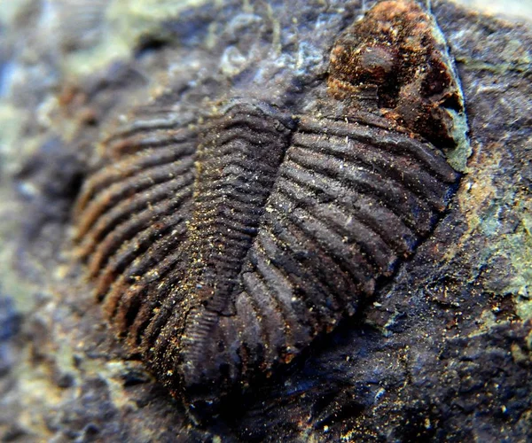Vista Fóssil Trilobita Suspeito Aldeia Maoba Youyang Tujia Miao Autonomous — Fotografia de Stock
