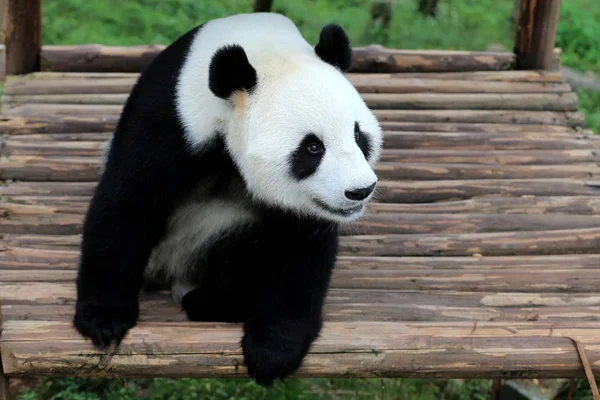 2016 日中国東部の安徽省休寧郡 黄山市のジャイアント パンダの生態公園で日光浴に木製のスタンドにジャイアント パンダを果たしています — ストック写真