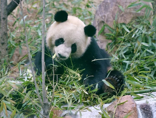 File ジャイアントパンダは Xin 郡の風光明媚な場所で竹を食べる 中央中国の河南省 Luoyang 3月30日2016 — ストック写真