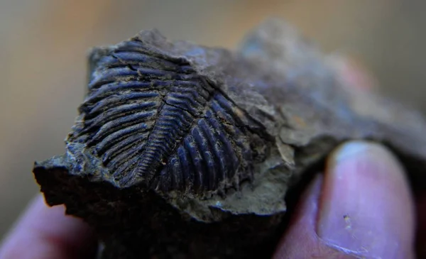 Homem Chinês Mostra Fóssil Trilobita Suspeito Aldeia Maoba Youyang Tujia — Fotografia de Stock