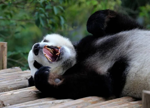 Giant Panda Znajduje Się Drewniany Stojak Cieszyć Się Słońcem Giant — Zdjęcie stockowe