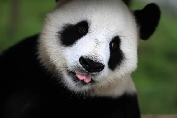 Panda Gigante Disfruta Del Sol Parque Ecológico Del Panda Gigante — Foto de Stock